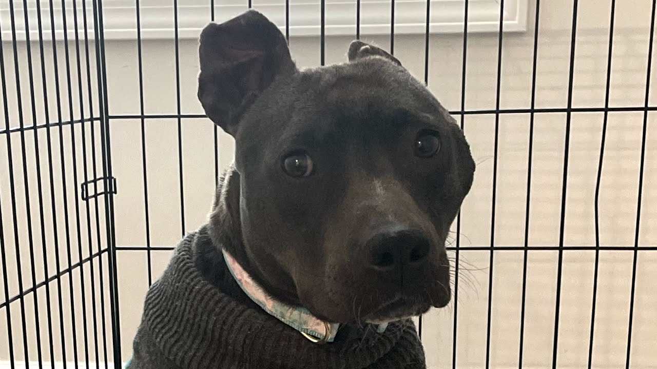 Woman adopts black pit bull because no one else would