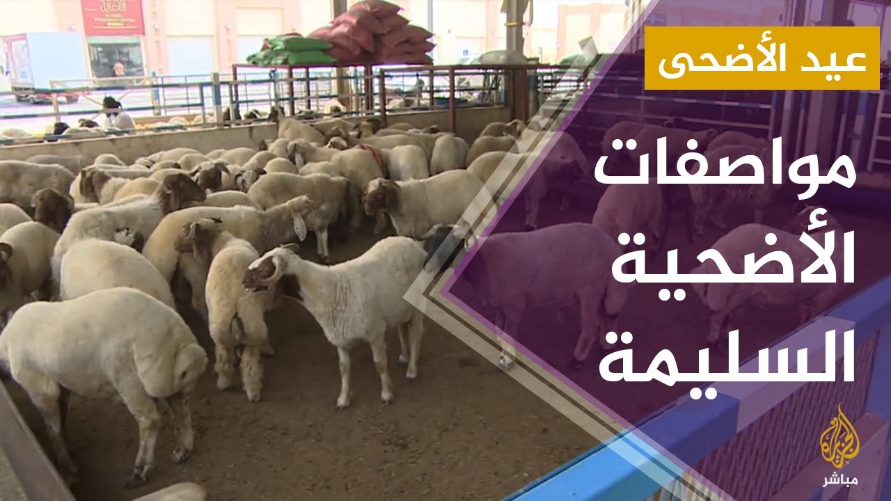 استعدادات سوق الوكرة للمواشي قبيل عيد الأضحى المبارك