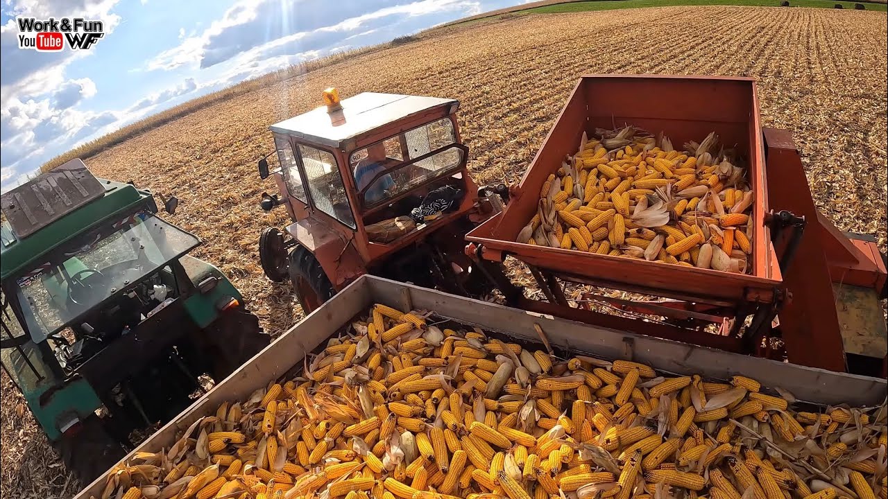 Culegem porumb știulete 🌽 #agriculture #U650 #JohnDeere 