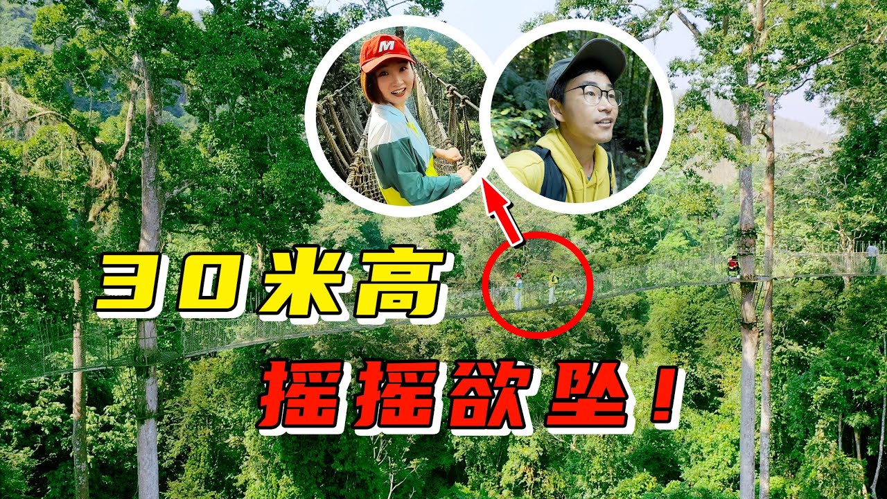 中国巨树！西双版纳望天树，悬空步道无防护，不敢往下看