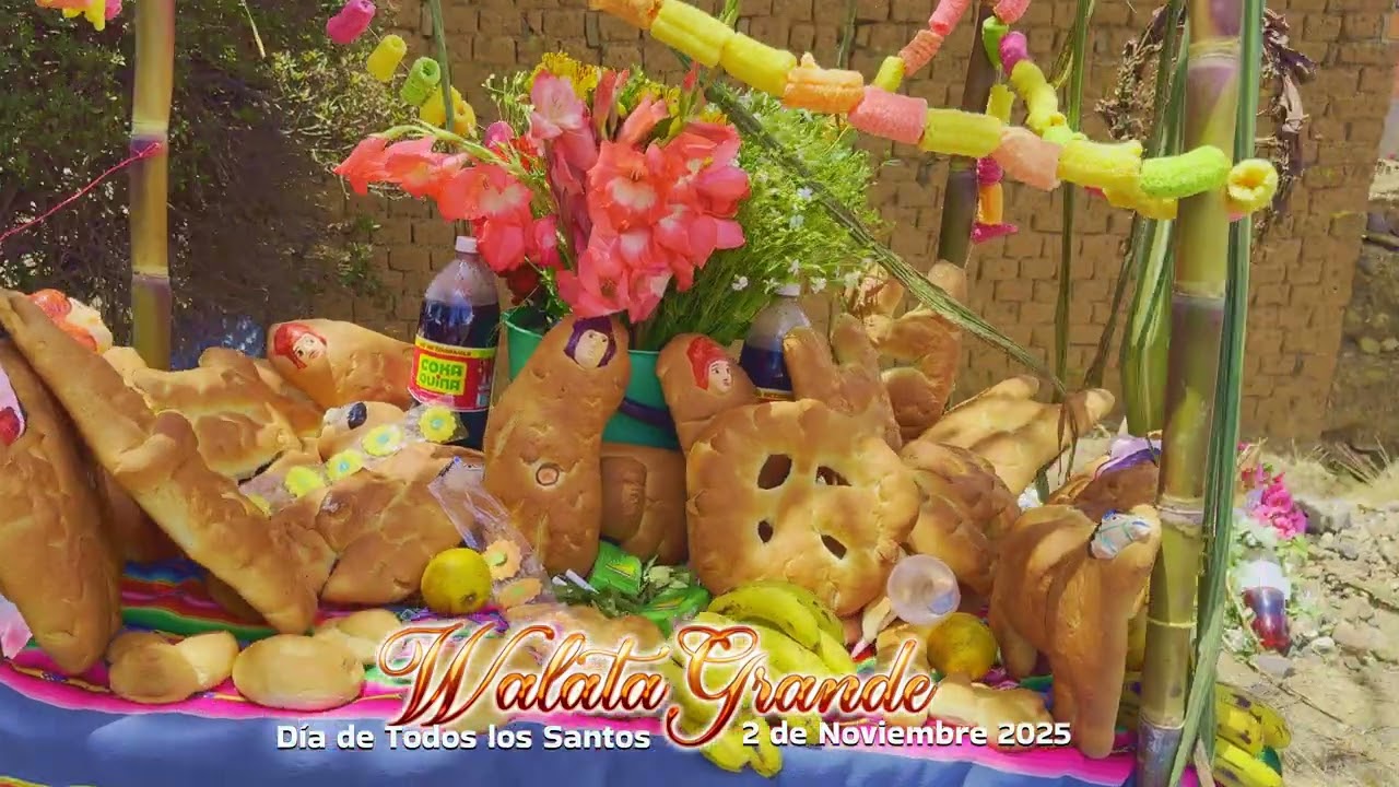 Alma pinquillo de Waalata Grande en 𝐃𝐢́𝐚 𝐝𝐞 𝐓𝐨𝐝𝐨𝐬 𝐒𝐚𝐧𝐭𝐨𝐬 𝟐𝟎𝟐5