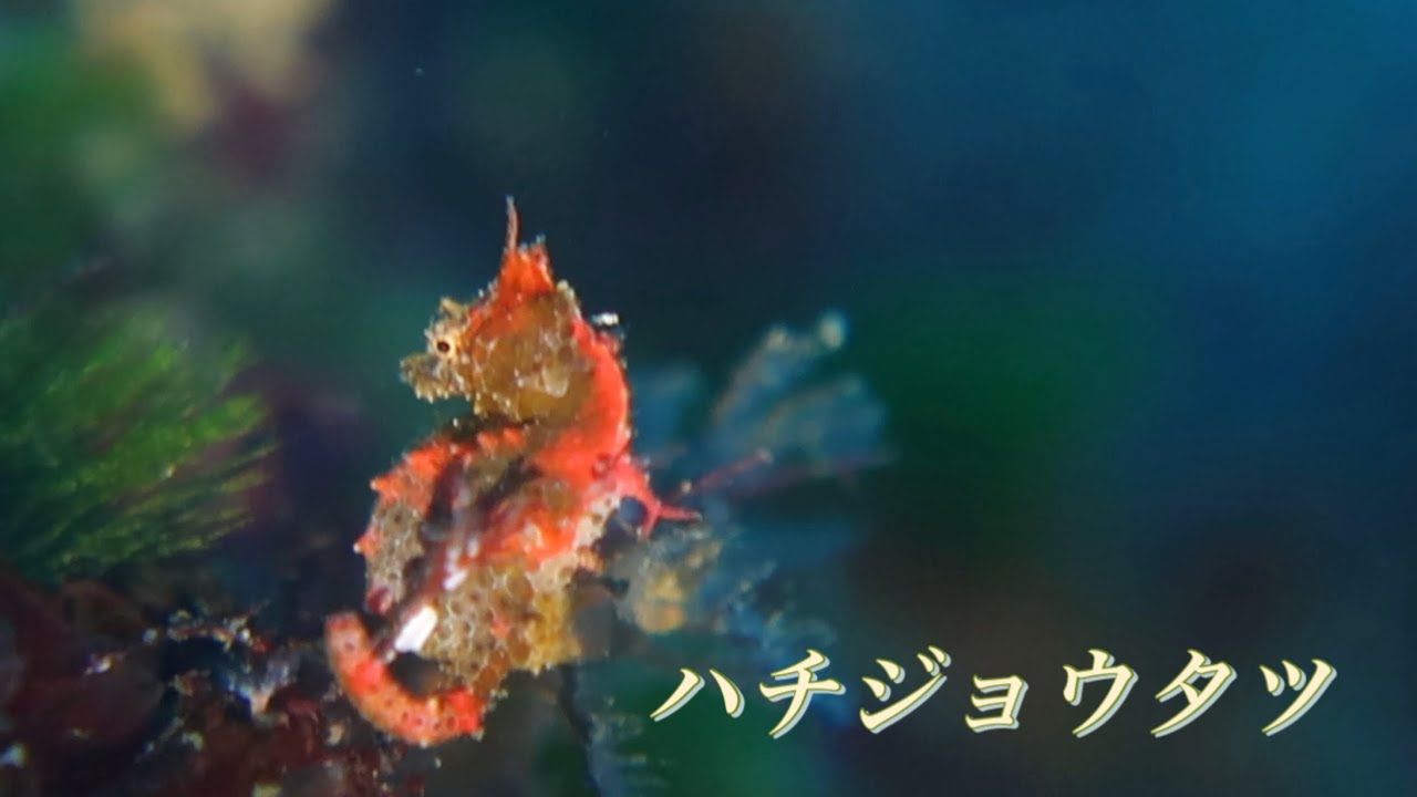 ハチジョウタツ|伊豆大島|秋の浜
