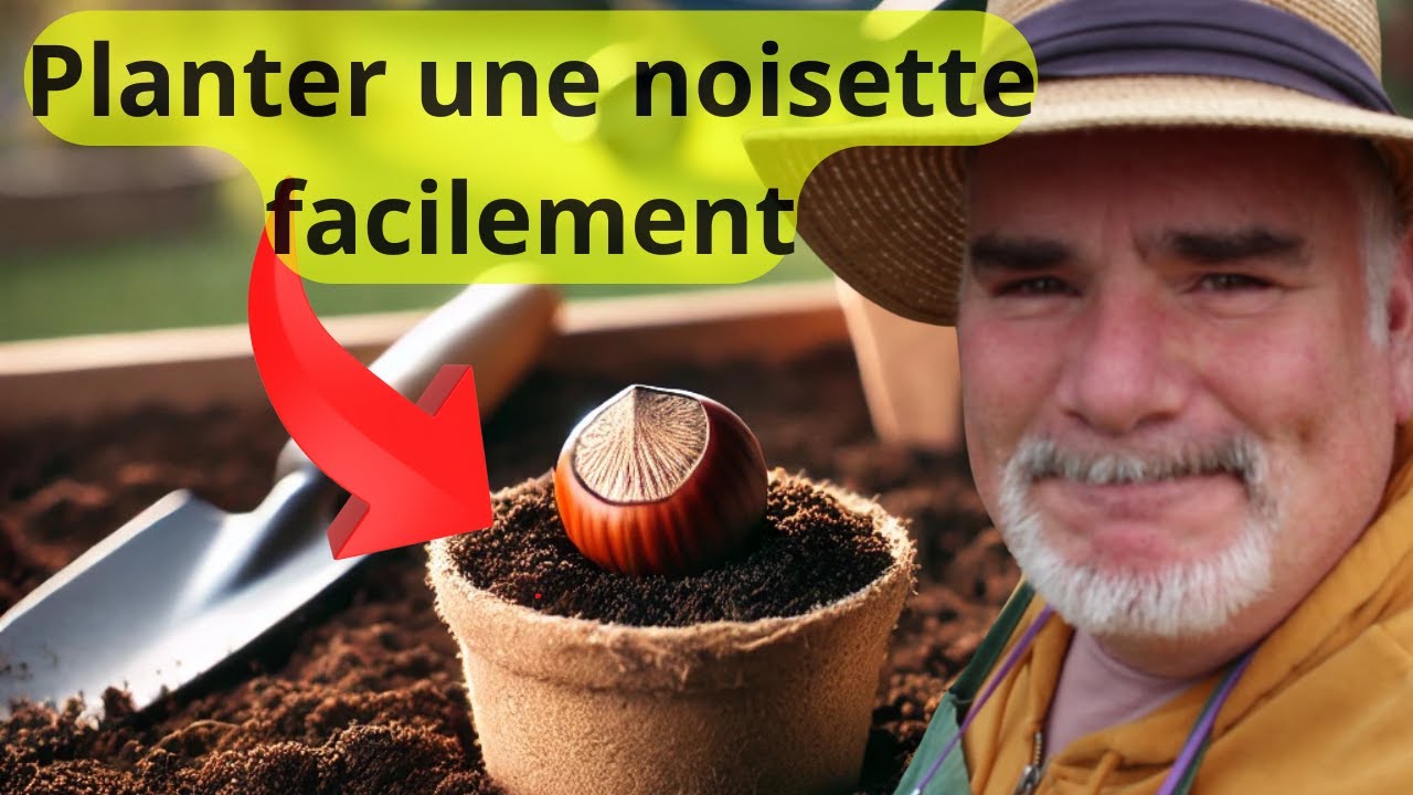 Comment planter une noisette pour obtenir un noisetier productif ?