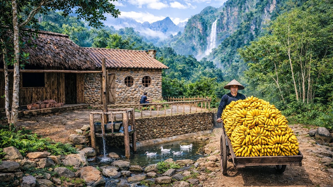 Harvest giant bananas to sell at the market, survival skills for building a wooden house