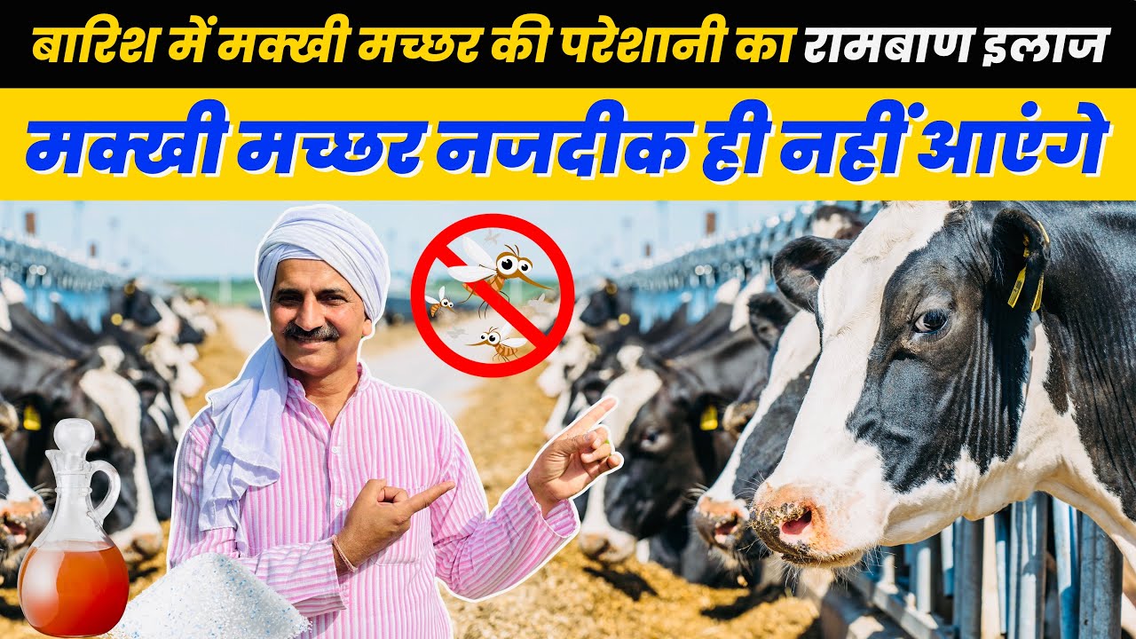 बारिश 🌧️ में मक्खी मच्छर 🦟 की परेशानी का रामबाण इलाज 💯 Pashu ko Makhi Machar Se Kaise Bachaye