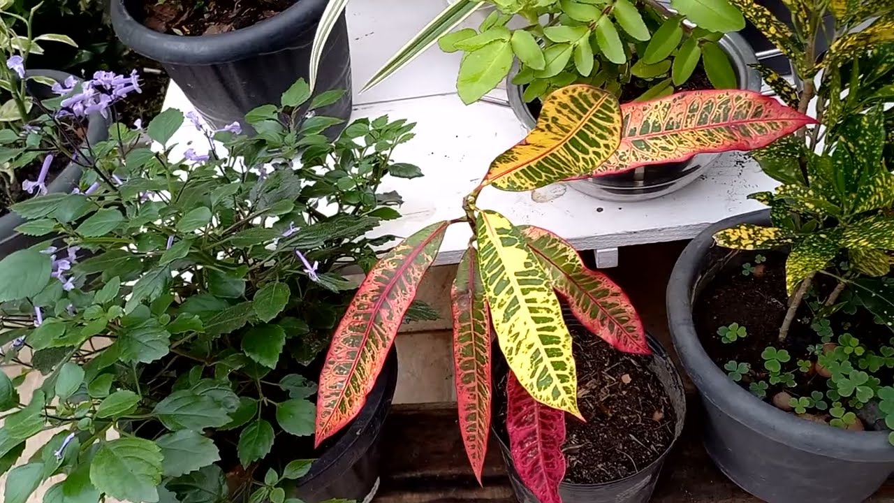 COMO COMEÇOU TUDO/ MINHAS PLANTAS 