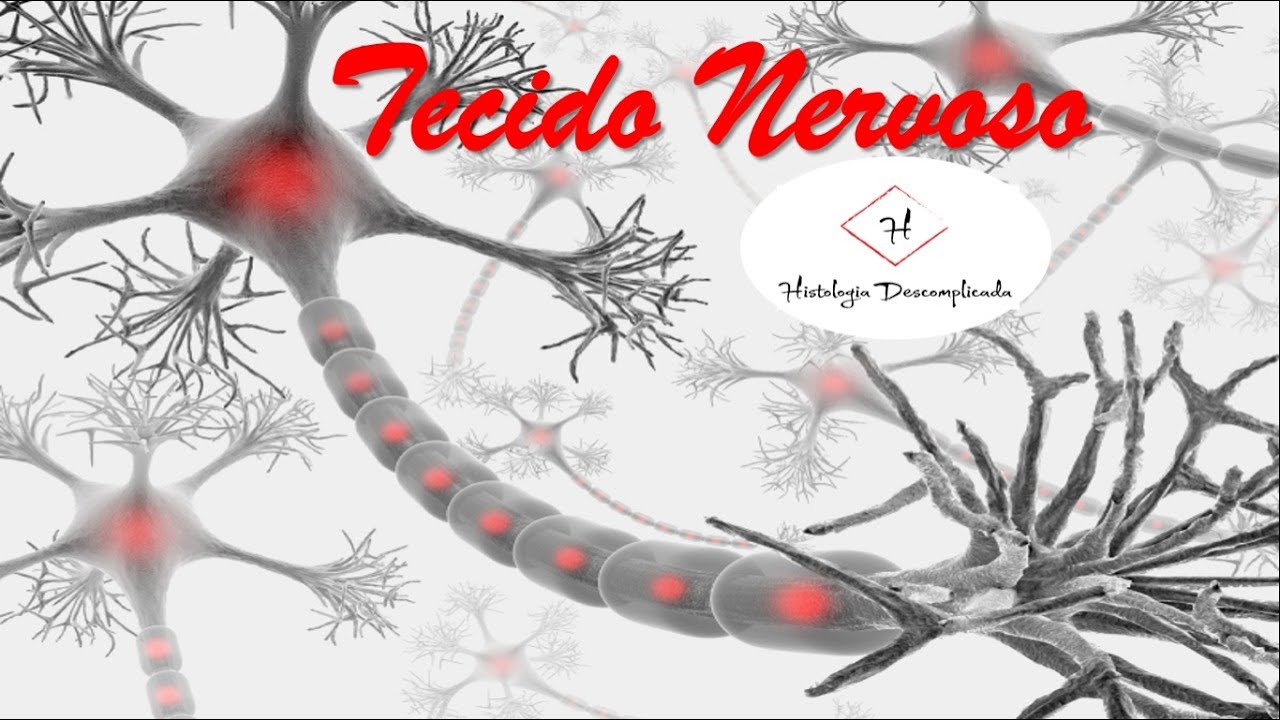Tecido Nervoso Parte 2
