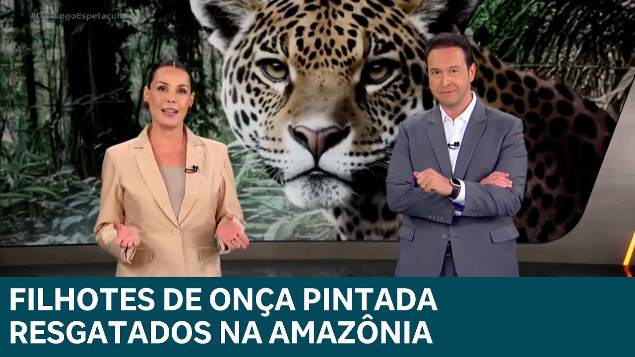 Filhotes de onça pintada resgatados na Amazônia encontram novo lar