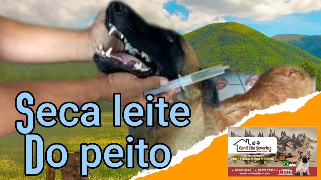 Veja como Secar o leite do peito da sua cadela