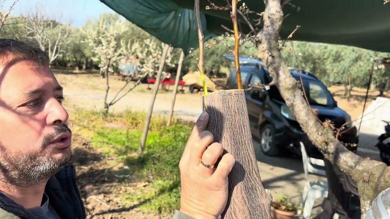 Pear grafting ayvaya kabuk altı kalem armut aşısı 