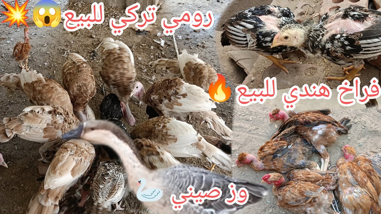 طيور للبيع⁉️🎉رومي تركي بيور💥وز صيني😱فراخ فيتنامي🎉💥فراخ هندي⁉️رومي تركي بيور