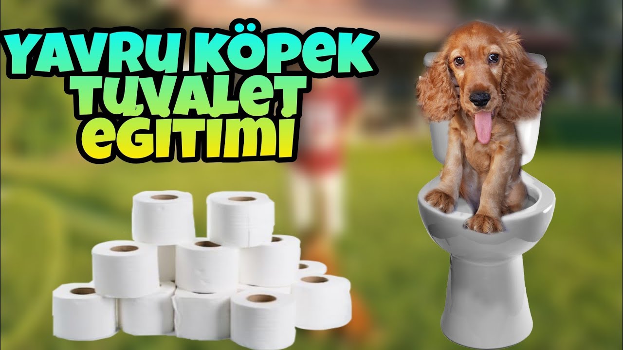 Cocker Simba İle Yavru Köpek Tuvalet Eğitimi / Köpek Eğitimi