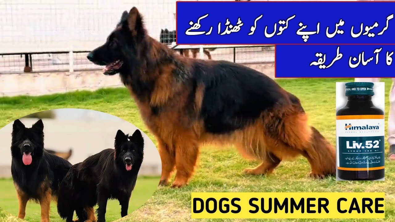 summer diet for dog |summer diet plan for dogs |summer diet for german shepherd dog
