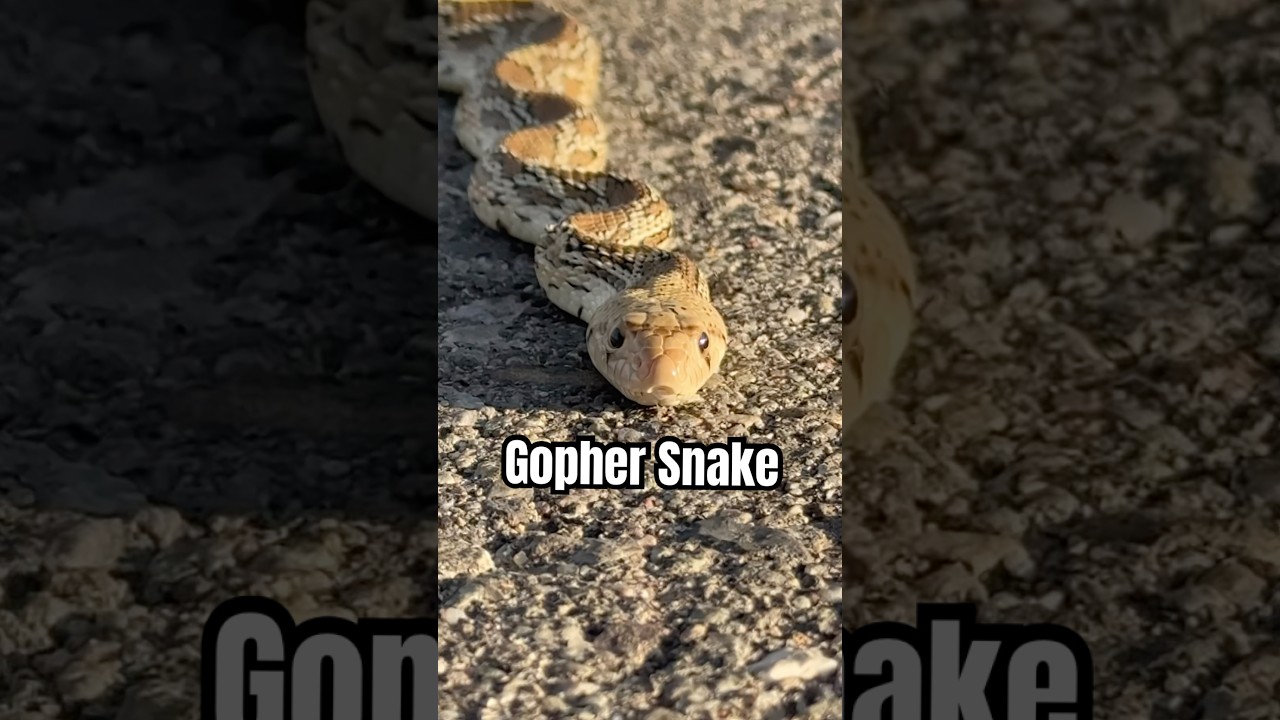 First snake find of the year #sonorandesert #gophersnake #reptiles #arizona #snakes