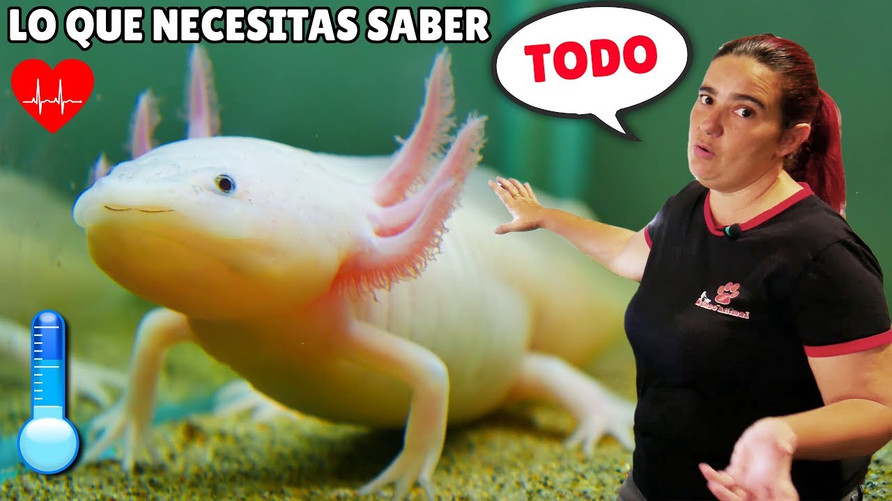CÓMO cuidar a AJOLOTES 👀 Axolote Gold 💛, Ajolote Albino 💜, Axolotes Negros 🖤🖤, Leucístico 💟...