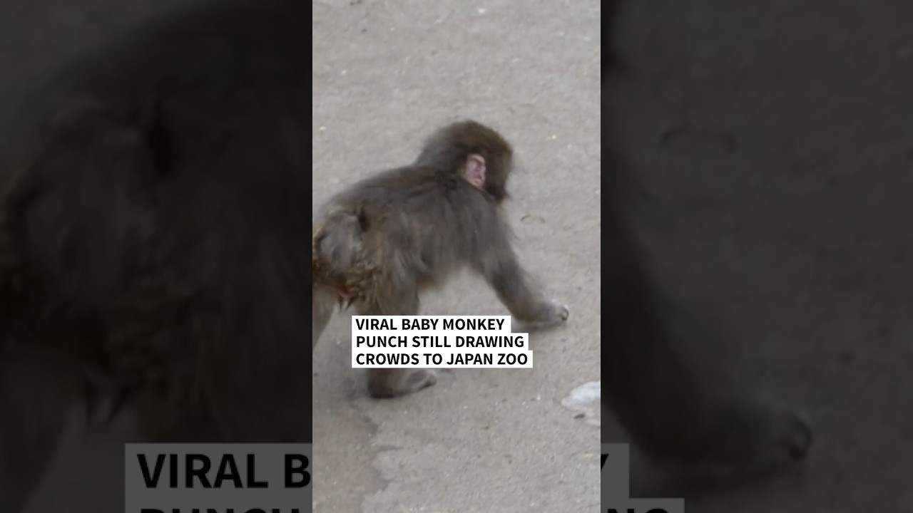 Viral baby monkey Punch still drawing crowds to Japan zoo | AFP