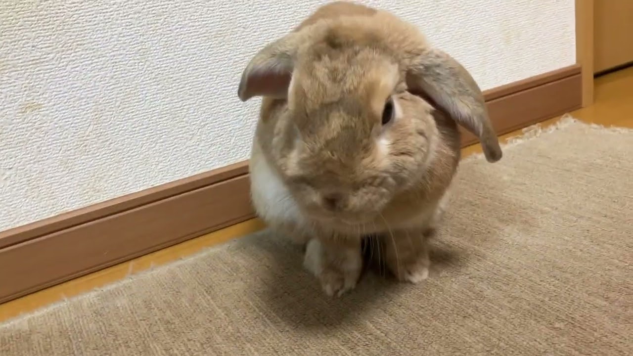 しょんしょん４代目20260301
