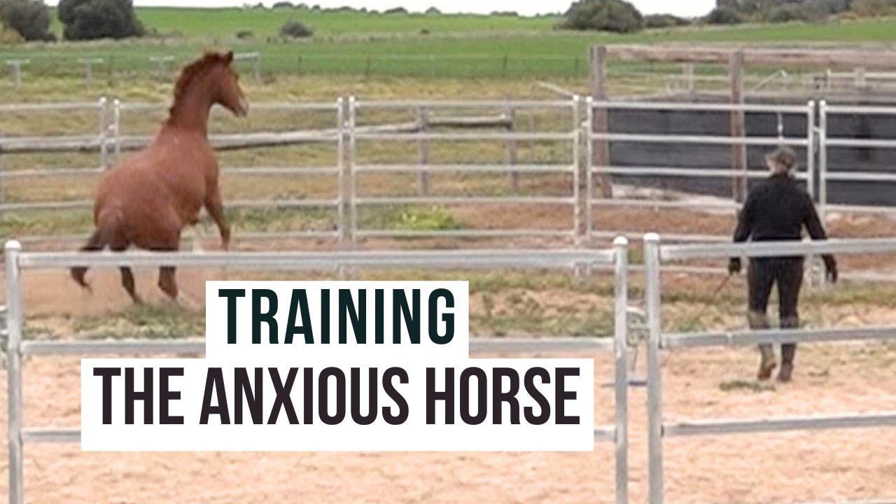 Training A Horse When Its Anxious