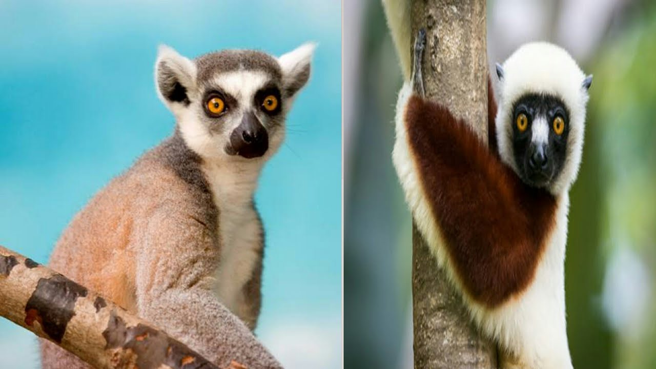 5 tipos de lemures de  madagascar🌊🌴