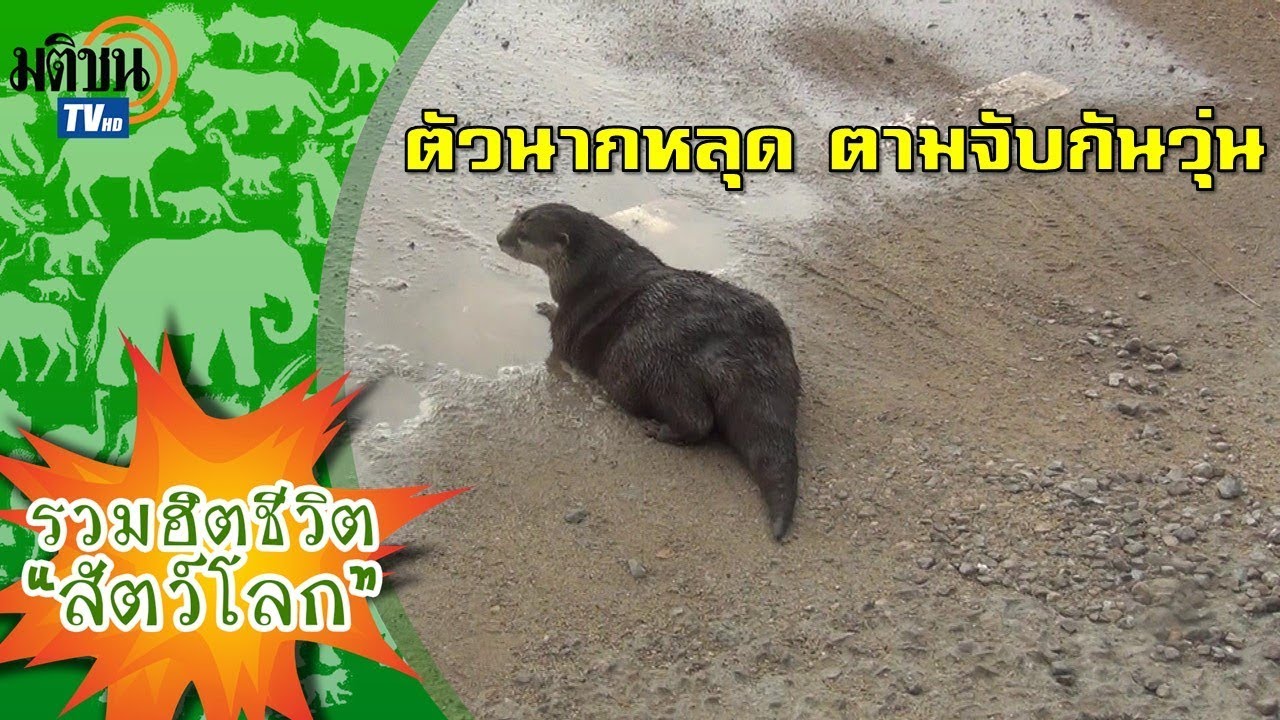 นากอ้วนพีหลุดมาโผล่สำนักงานเจ้าท่ากระบี่ เจ้าของตามจนเจอ