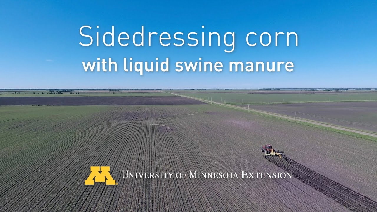 Sidedressing corn with liquid swine manure