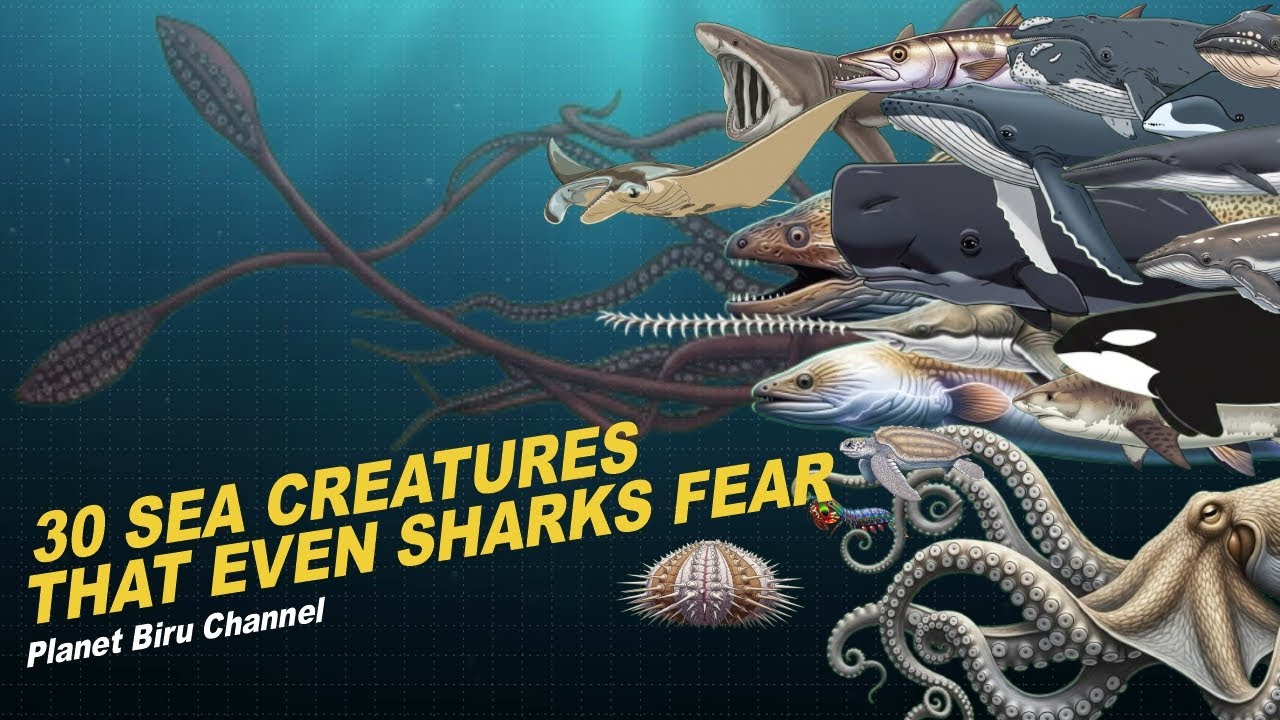 30 Sea Creatures That Even Sharks Fear - Planet Biru Channel