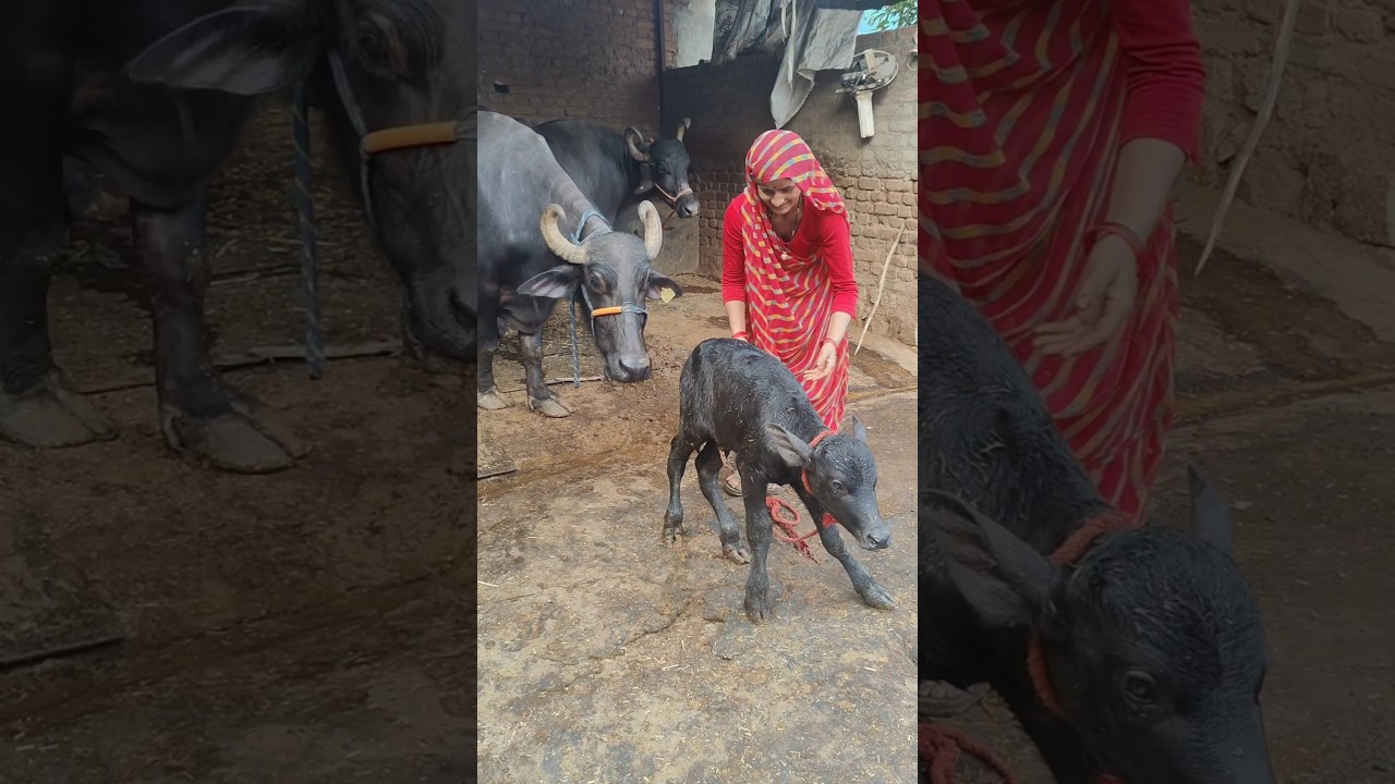 Buffalo Gave Birth to a Cute Baby Calf 🐃 | Newborn Buffalo Baby | Real Village Life in India 🇮🇳