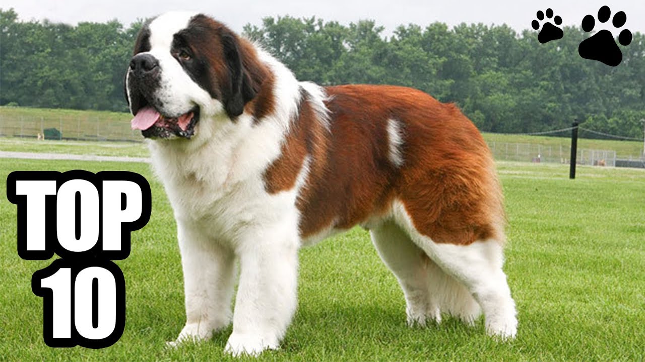TOP 10 - Le razze di cani più grandi del mondo