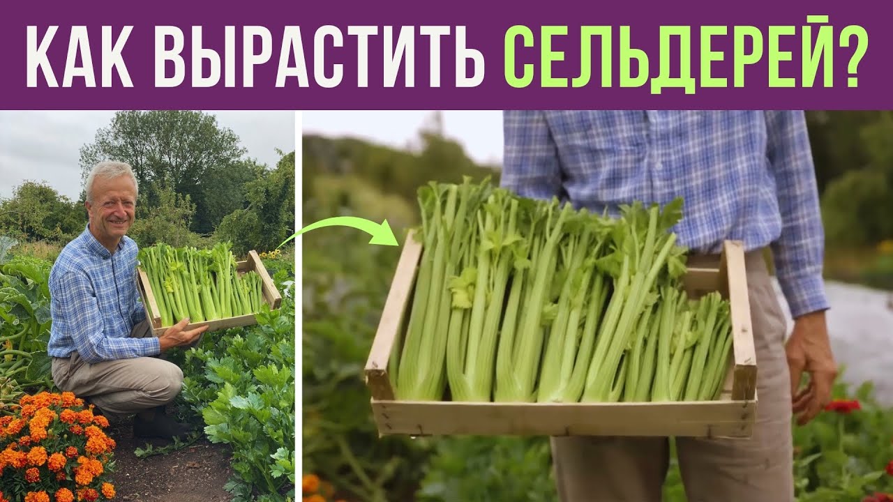 Как вырастить СЕЛЬДЕРЕЙ у себя на участке?