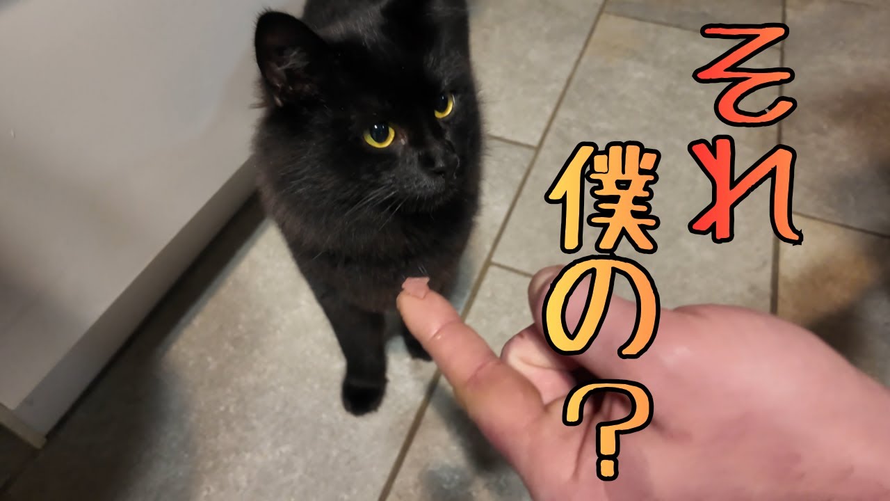 我が家の節分は魚の日。マグロのトリコになる猫。