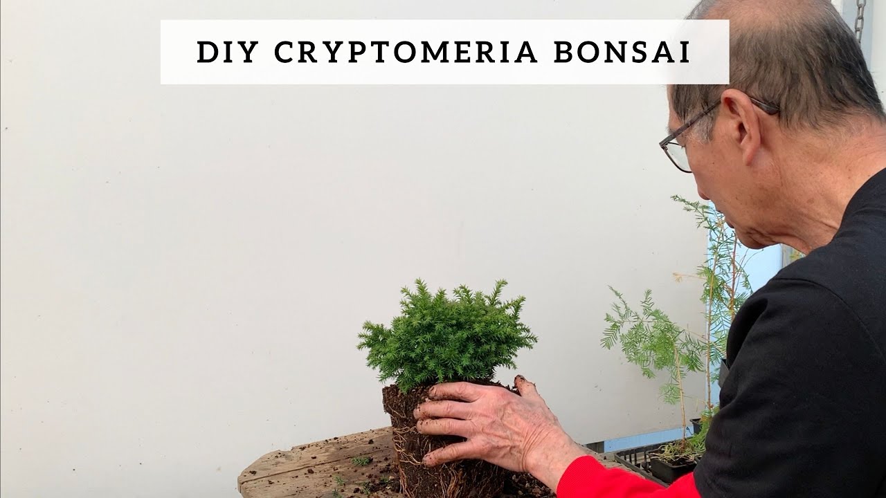 DIY Cryptomeria Bonsai