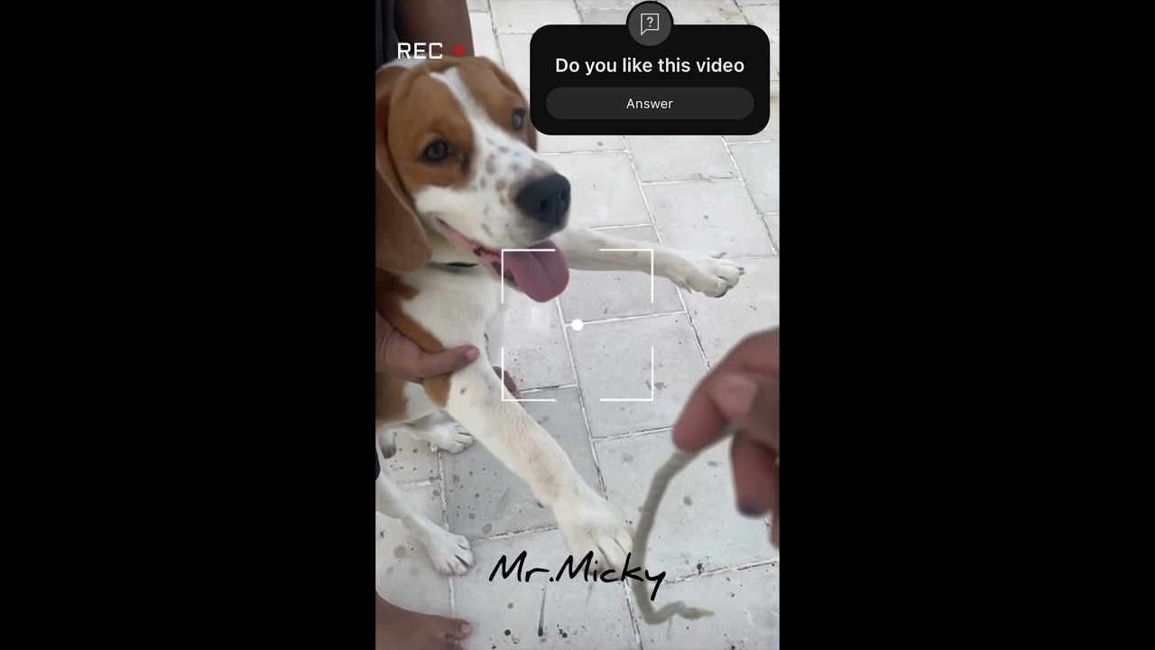 Micky alaparaigal 