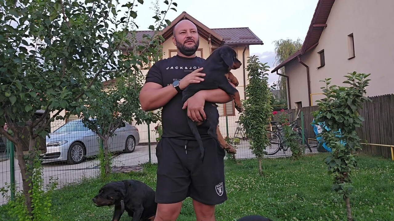Rottweiler, cum hranesti si  cresti un catel corect si sanatos!.💢💢💢💢