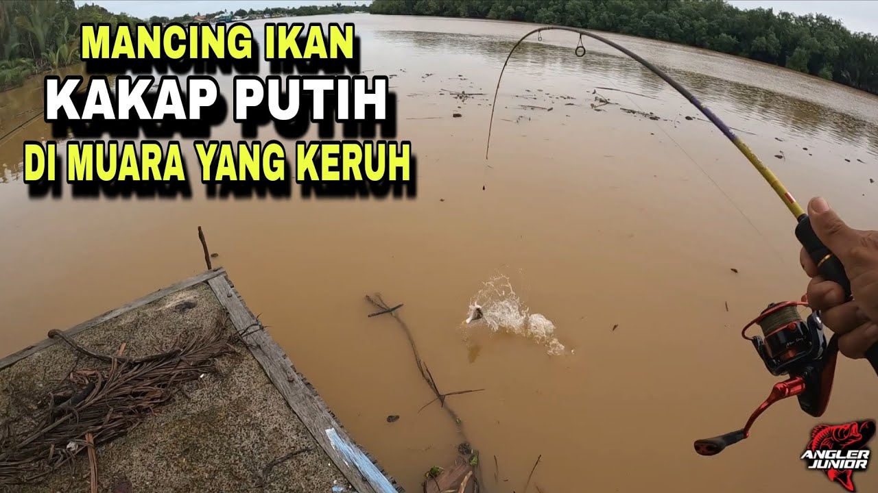 MANCING IKAN KAKAP PUTIH DI SUNGAI MUARA YANG KERUH