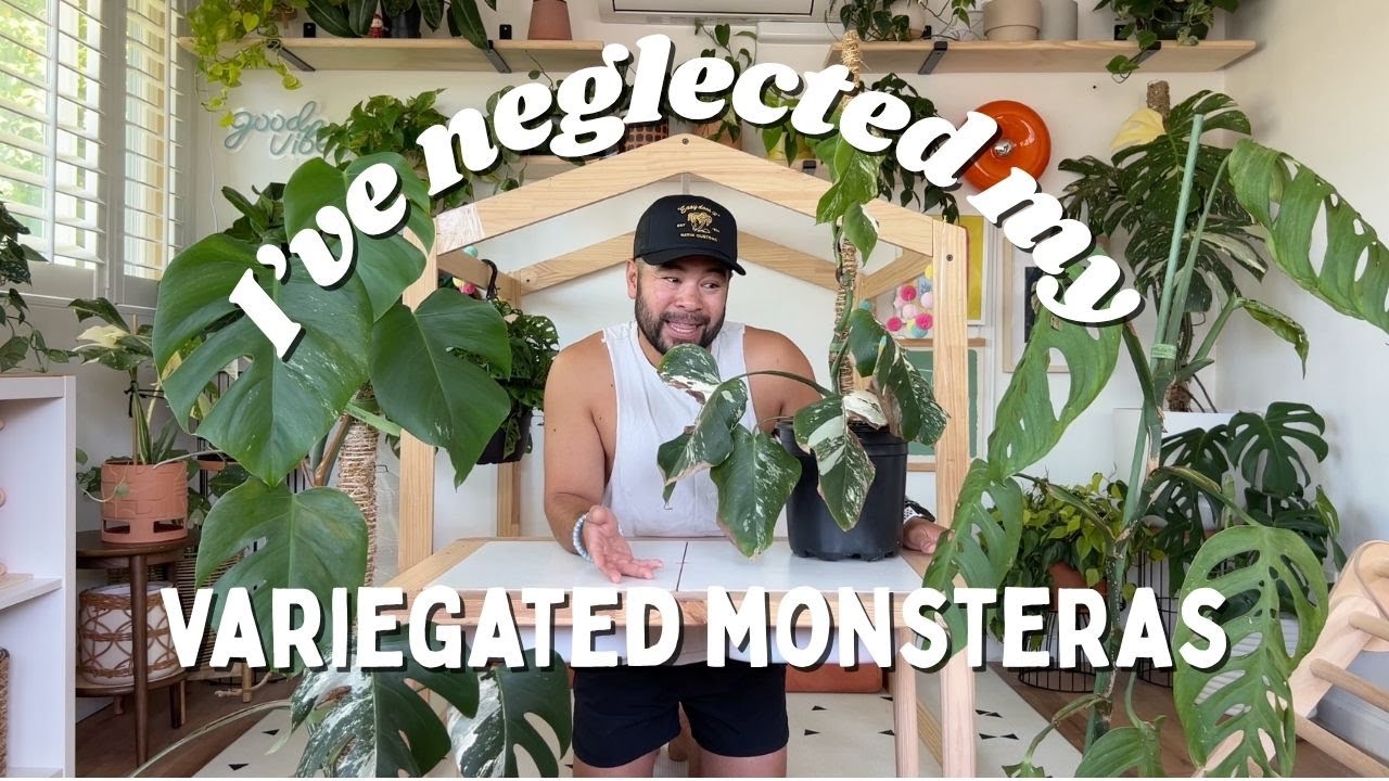Plant care day! Refreshing & chopping up my neglected variegated monsteras
