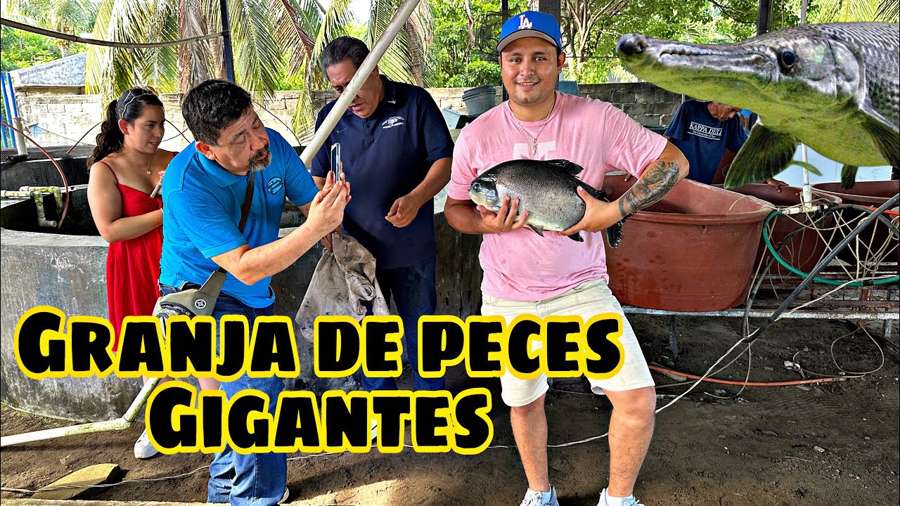 Visitamos una UNIVERSIDAD que estudia y reproduce peces de ornato - Zaca Bettas 