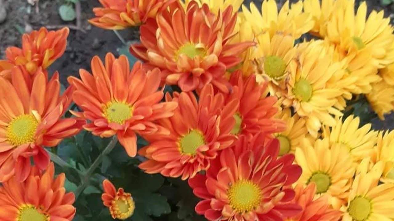 Album de toamna flori de toamna