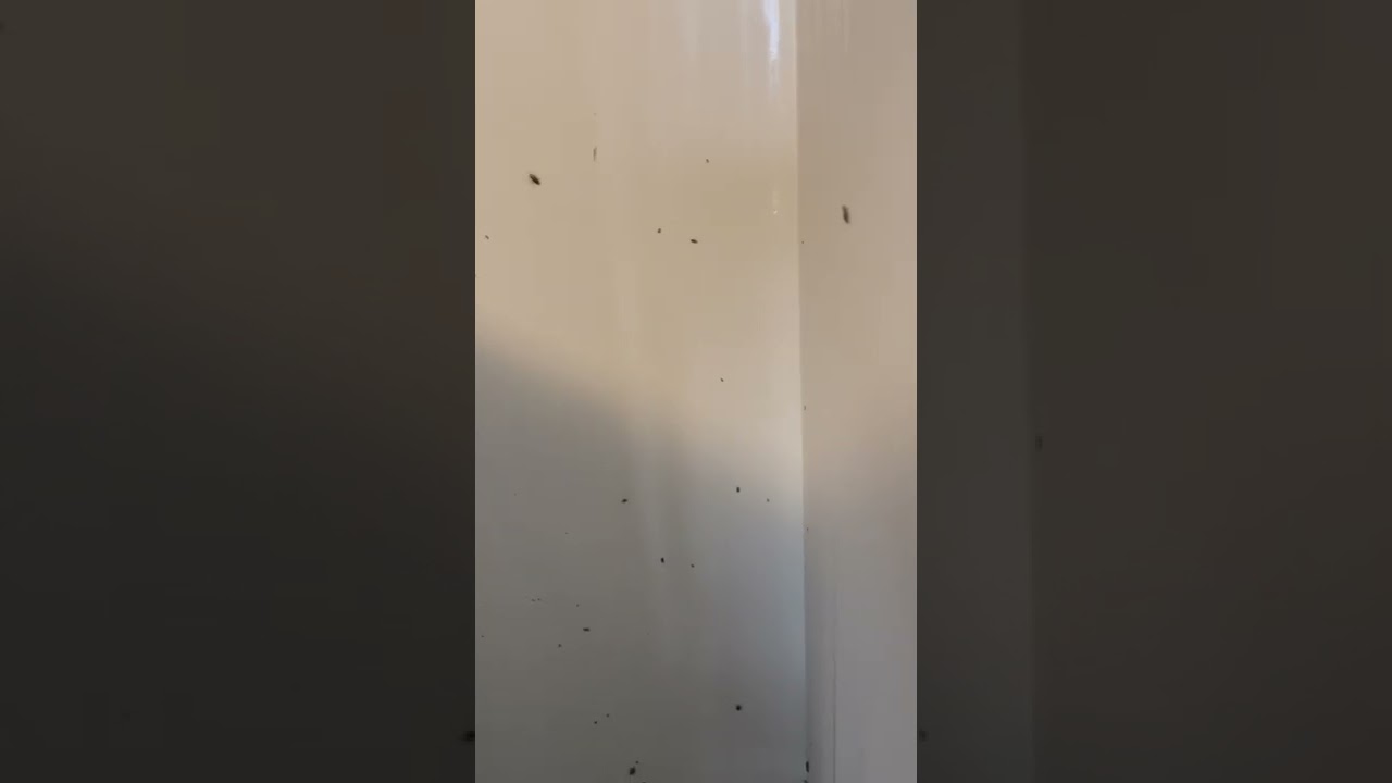 Cockroach Extermination