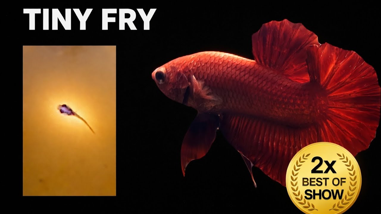 Betta Fish: From Fry to Best of Show (Twice) | Training a Champion Betta