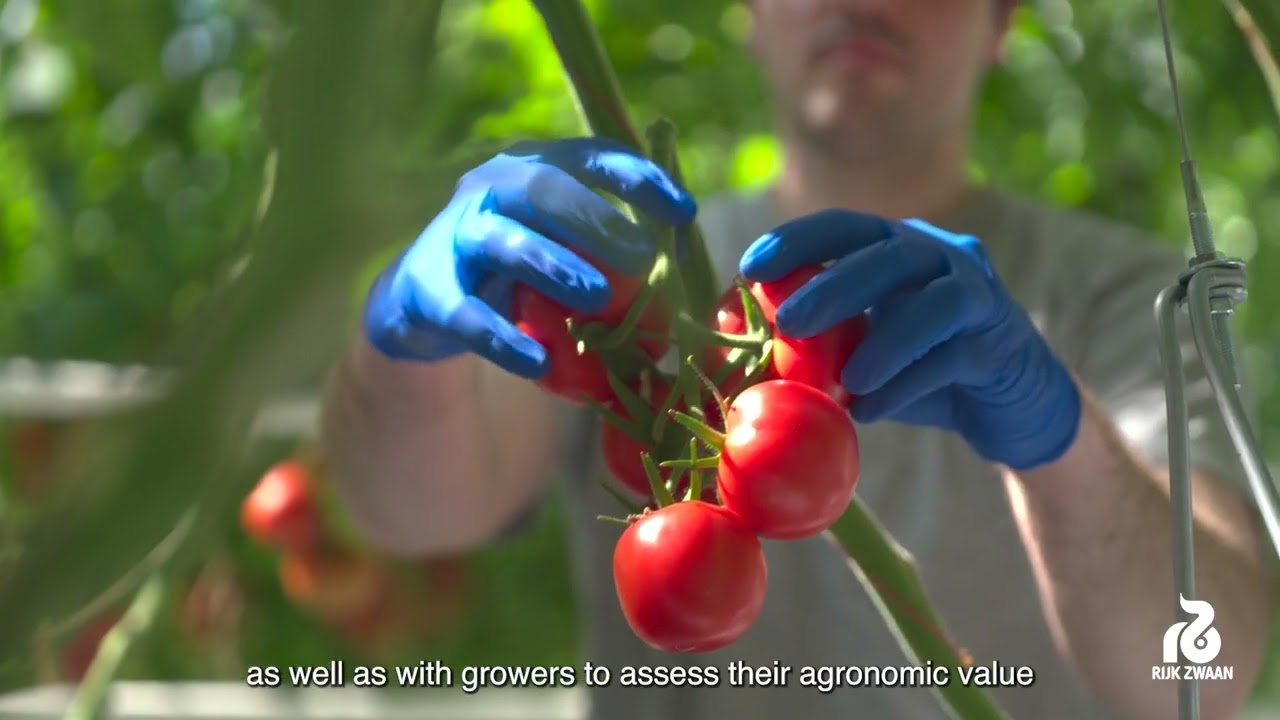 Rijk Zwaan launches first tomato varieties with high resistance against ToBRFV