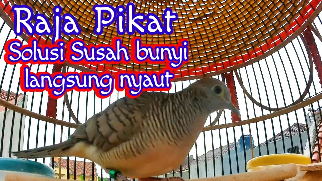 Perkutut Lokal Gacor Si Raja Pikat Ampuh