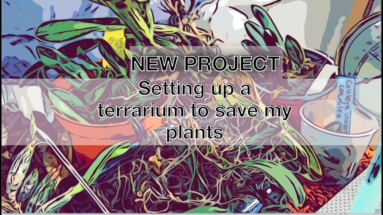 I set up a terrarium because my plants are dying
