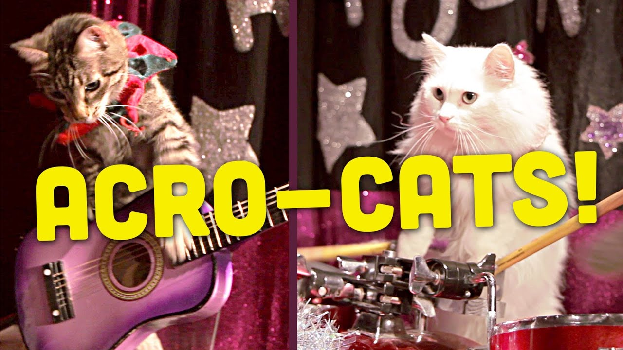 This Lady Started A Cat Circus And It's As Crazy As It Sounds