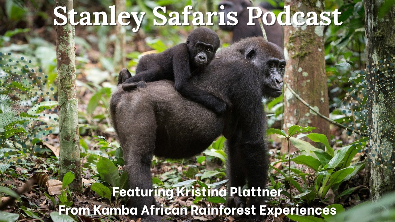 Where the Forest Leads: Conversations with Kamba