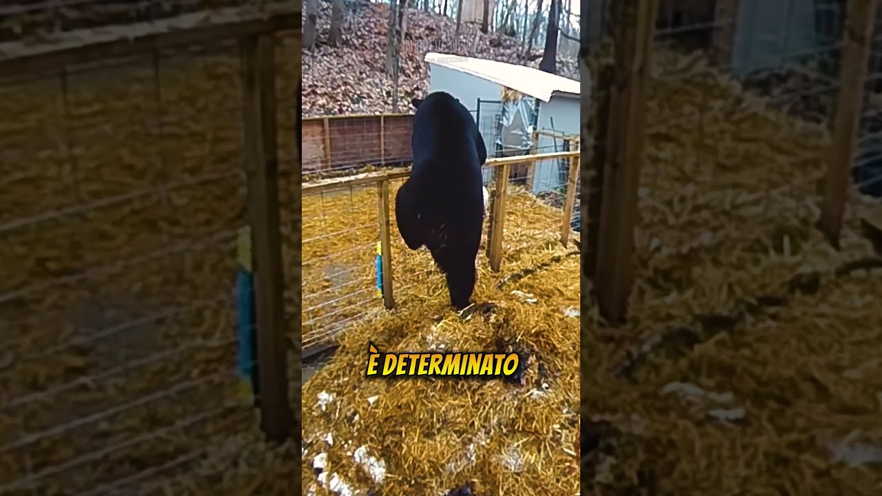 Maiali agguerriti! Un orso fugge terrorizzato da un porcile!