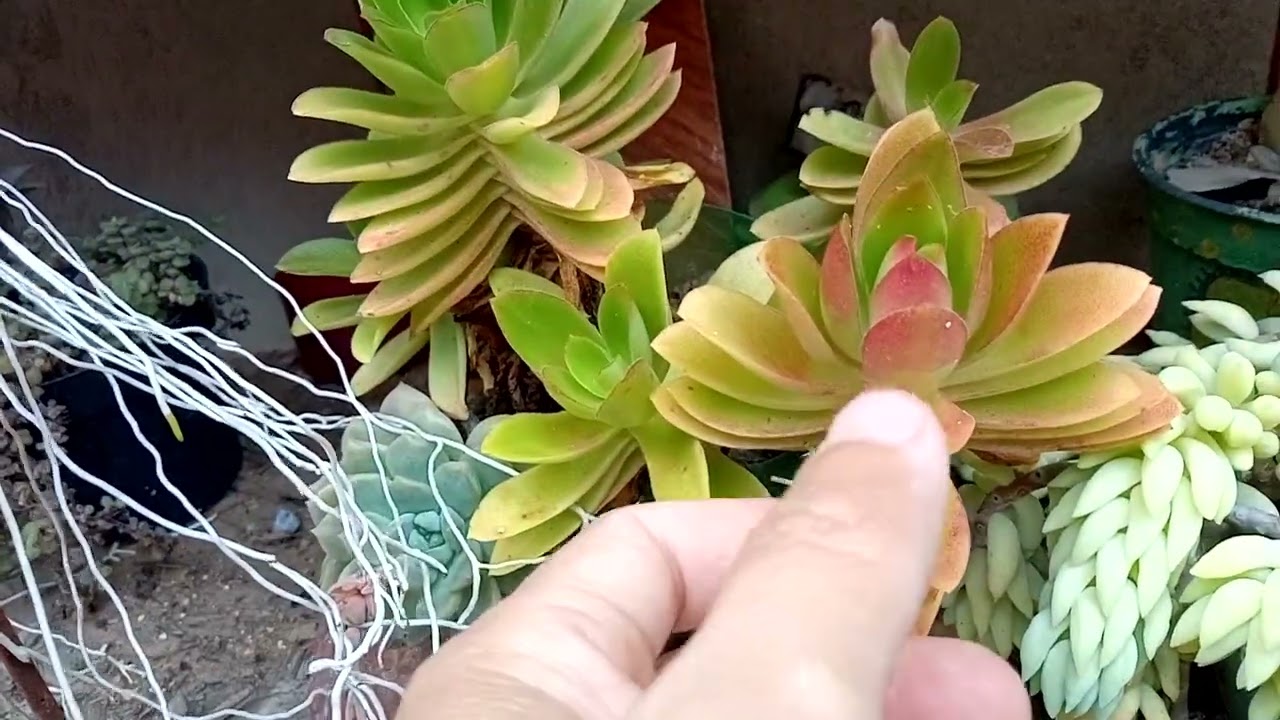 Flores abertas do meu jardim 🥰