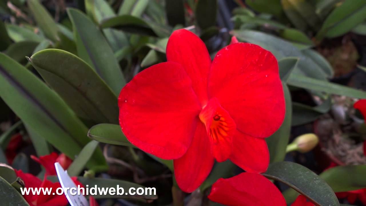 OrchidWeb - Sophronitis coccinea (4N)