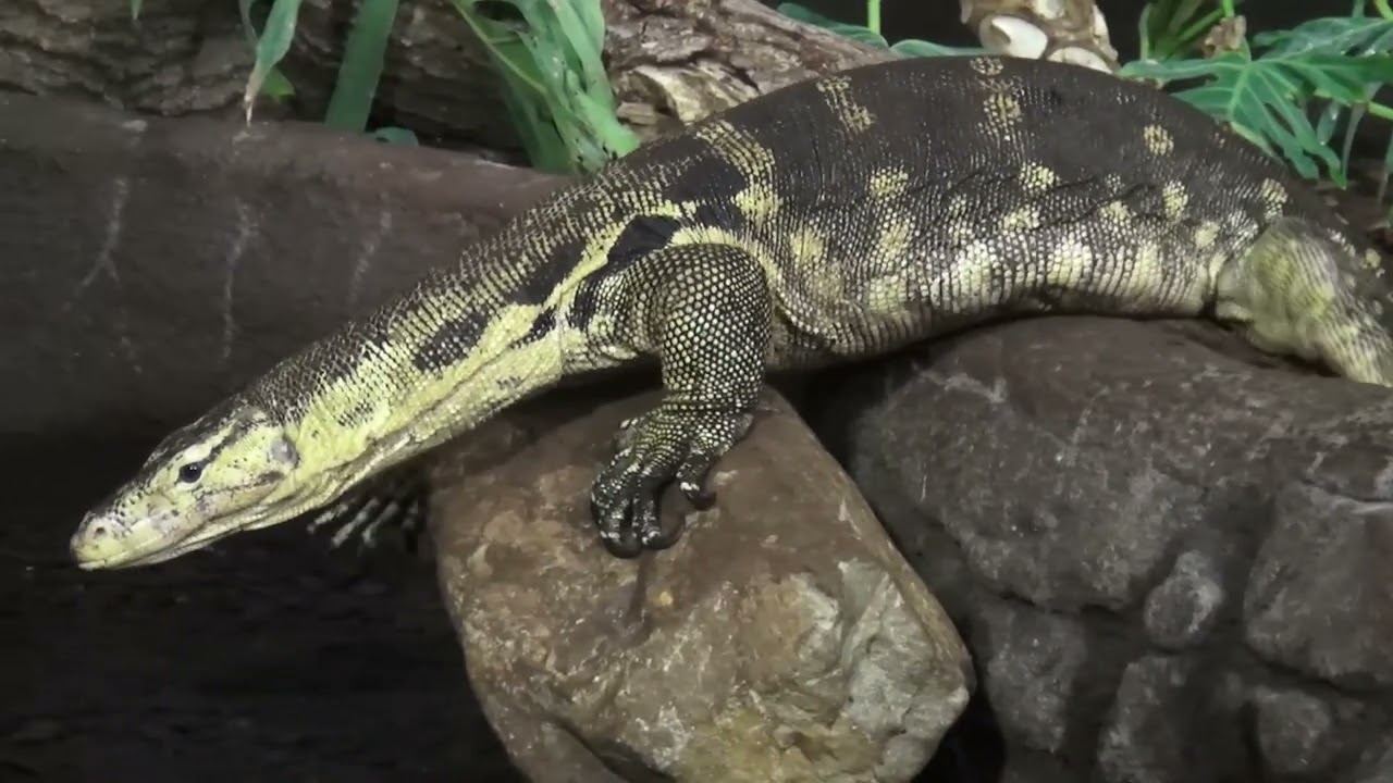 Nederlandse Dierentuinen