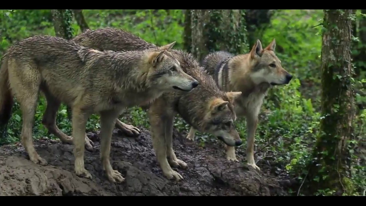 [ ANIMAL CONTACT ] Les loups acteurs