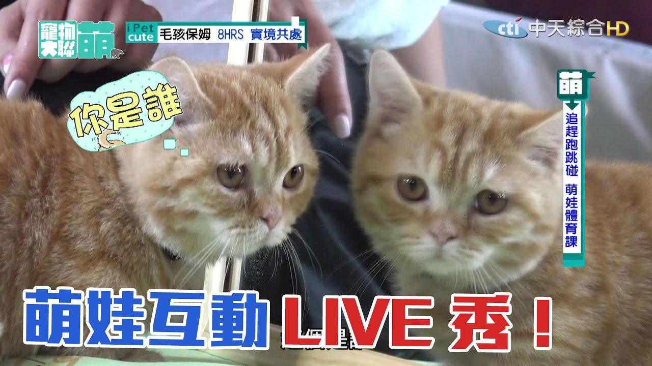 【寵物大聯萌#完整版】追趕跑跳碰　萌娃互動LIVE秀 2017.03.19